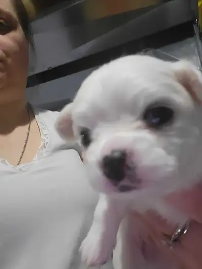 Puppies for Sale, View more