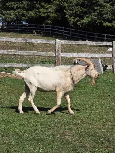 goats for sale, View more