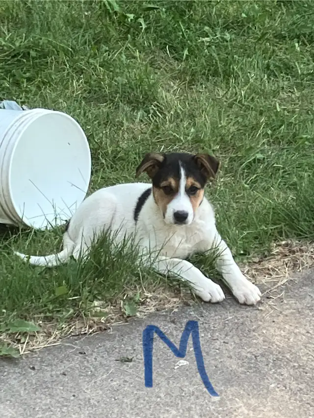 Puppies for sale in Dogs & Puppies for Rehoming in Edmonton - Image 5