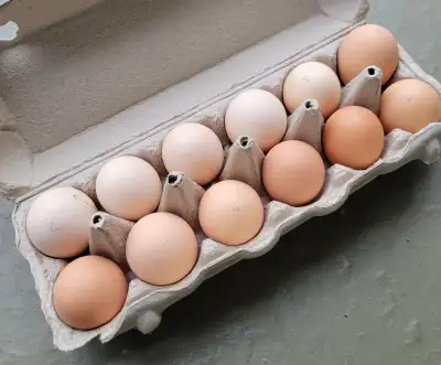 Pure bred Lavender Orpington hatching eggs. $25 per dozen This is a large, dual purpose chicken. Bea...