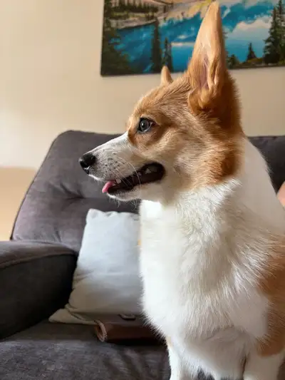 loving 8 month old  Pembroke welsh corgilooking for new home , View more