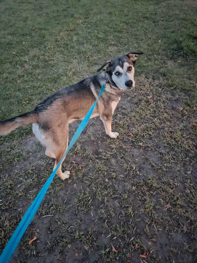 looking for a pet friendly rental