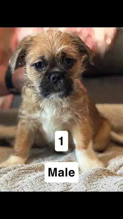 Mom is Maltese Shi-Tzu and Dad is a Bug (Boston Terrier Pug) have created 6 of their own unique pupp...