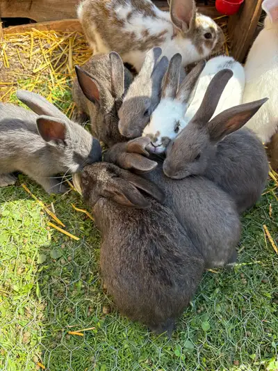 $20 each or $15 each when you take more then 1. Perfect for pets or meat. We have separate colonies...