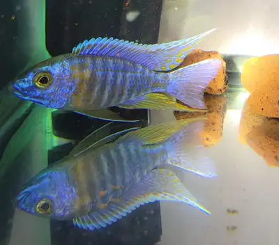African peacock cichlid males, View more
