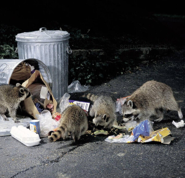 ANIMAL PROOF GARBAGE CONTAINERS.STOP RACCOONS, RODENTS, CRITTERS in Other in London - Image 3