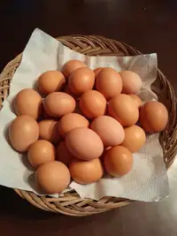 Farm fresh Large Chicken Eggs