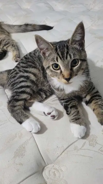 Siamese maine coon -bonded male kittens, View more