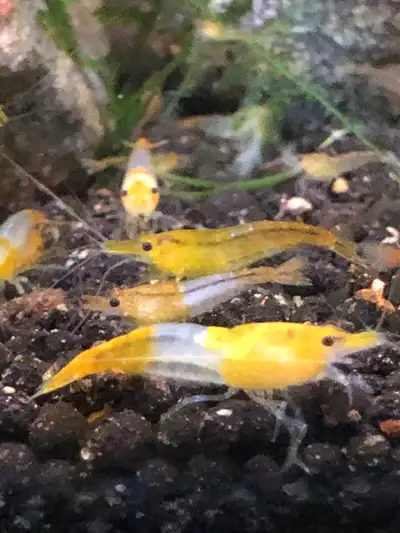 Srimp neocardima rilly baby’s , View more