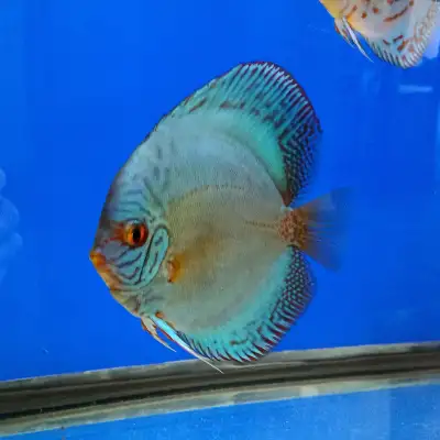 Downsizing Sale: Cobalt Blue Discus, View more