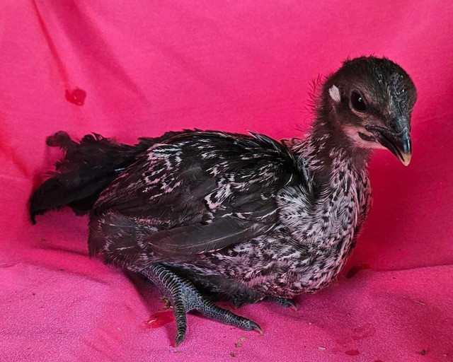 chicks available (maran, polish, frizzle/polish, H'mong) in Livestock in New Glasgow - Image 2