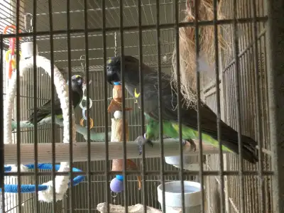 BREEDING PAIR OF MEYERS PARROTS, View more