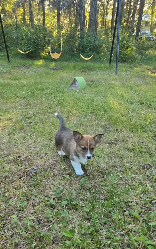 ✨ Sweet Cardigan Corgi Puppies Looking for Forever Homes!✨ in Dogs & Puppies for Rehoming in Strathcona County - Image 4