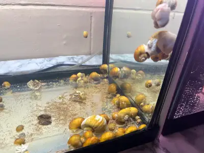 Mystery Snails, View more