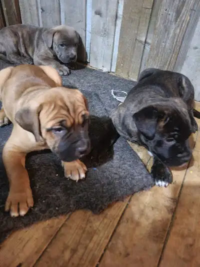 chiots cane corso purerace, View more