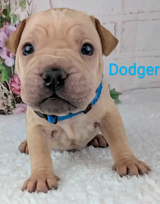 Mini Shar Pei and French Peis available! in Dogs & Puppies for Rehoming in Saint John - Image 5