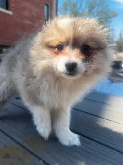POMERANIAN PUPPY FOR SALE, View more