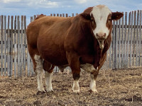 Herd bull and heifer bull for sale 