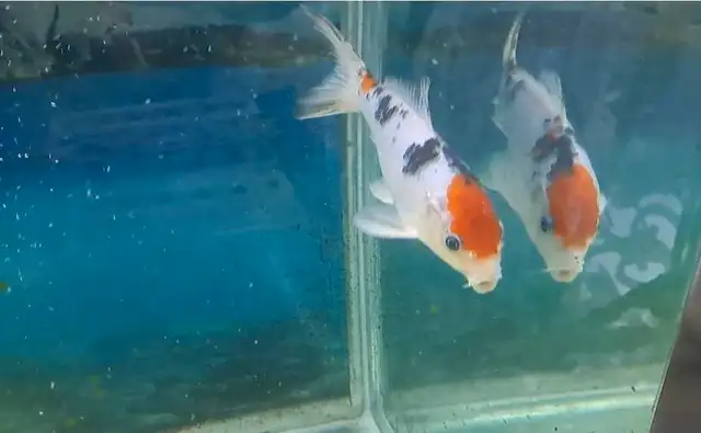 Koi fish 7-8inches in Fish for Rehoming in Oshawa / Durham Region - Image 9
