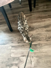 Bengals Chatons ♥️ 100% Pur de parents enregistrés TICA Laurentides Québec Preview