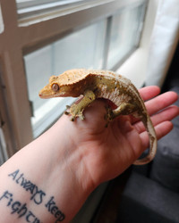 RTB Male Crested Gecko