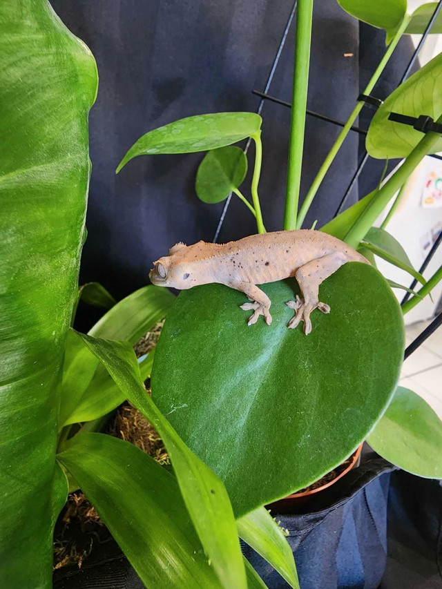 Dalmation crested gecko in Reptiles & Amphibians for Rehoming in Delta/Surrey/Langley - Image 4