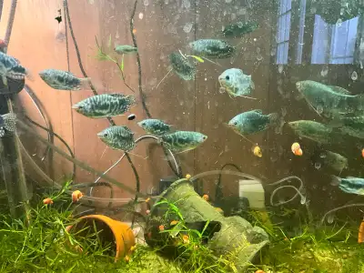 Opaline gourami - Locally bred, View more