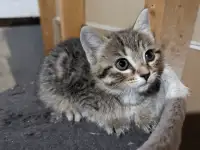 Non-Standard Munchkin Kittens for Sale