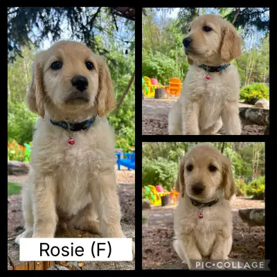 F1 Golden Doodle Puppies!!, View more