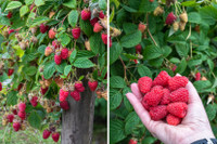 Mature GMO free raspberry cane, redcurrants  shrubs