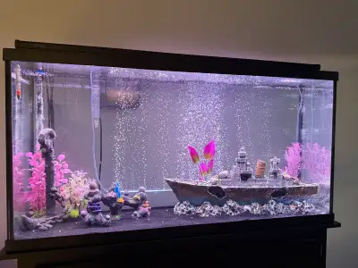 Hello , I have been keeping fish for over 10 years now ! i have many of tanks for fish some tanks ar...
