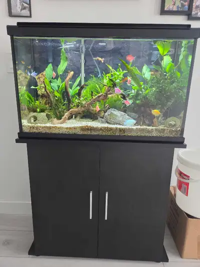 new 29 gallon with stand lots of live fish and live plants, View more