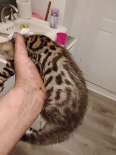 Chaton Bengal léopard mixer Bengal snow, View more