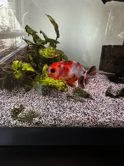 2 lionhead goldfish for rehoming , Voir plus