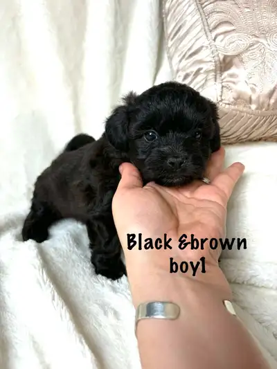 Tiny toy poodle x shitzu puppies (non shedding,hypoallergenic), View more
