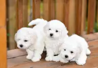 Pure Breed Bichon Puppies Rehoming