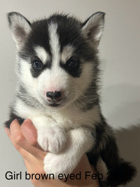 Husky Puppies for Sale Born Feb 22