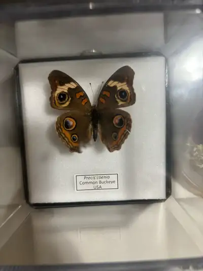 4 taxidermy butterflies available, can sell separately or together 1- $40 2- $30 3-$60 4-$70 Can neg...