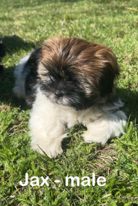 Shihtzu puppies ❤️ ONLY 2 LEFT