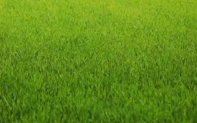 lawn maintenance labourer, View more
