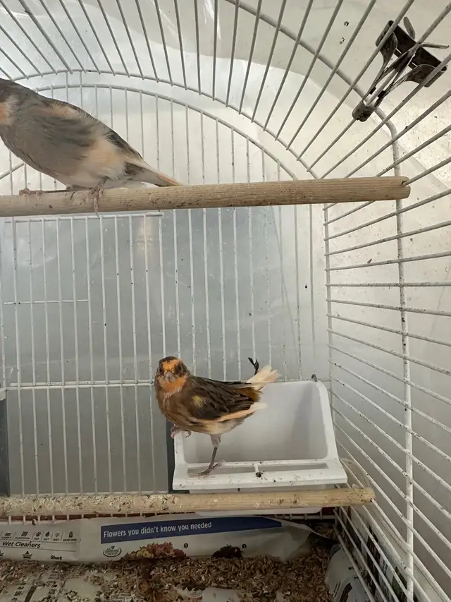 make canary’s  in Birds for Rehoming in Calgary - Image 7