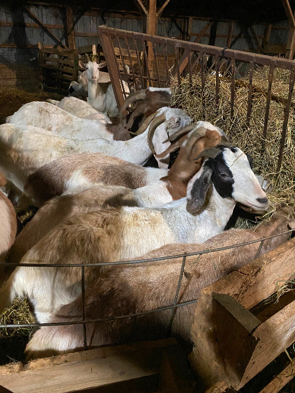 Meat goat herd in Livestock in Sarnia - Image 2