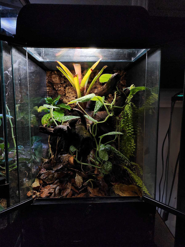 Bioactive terrarium in Reptiles & Amphibians for Rehoming in Ottawa - Image 3