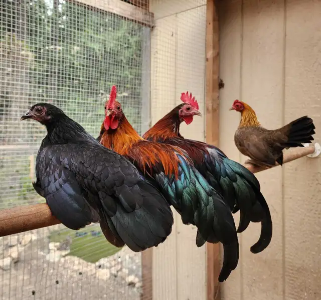 Birds in Sooke in Livestock in Victoria - Image 7