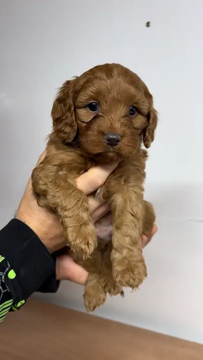 Cavapoo Puppies, View more