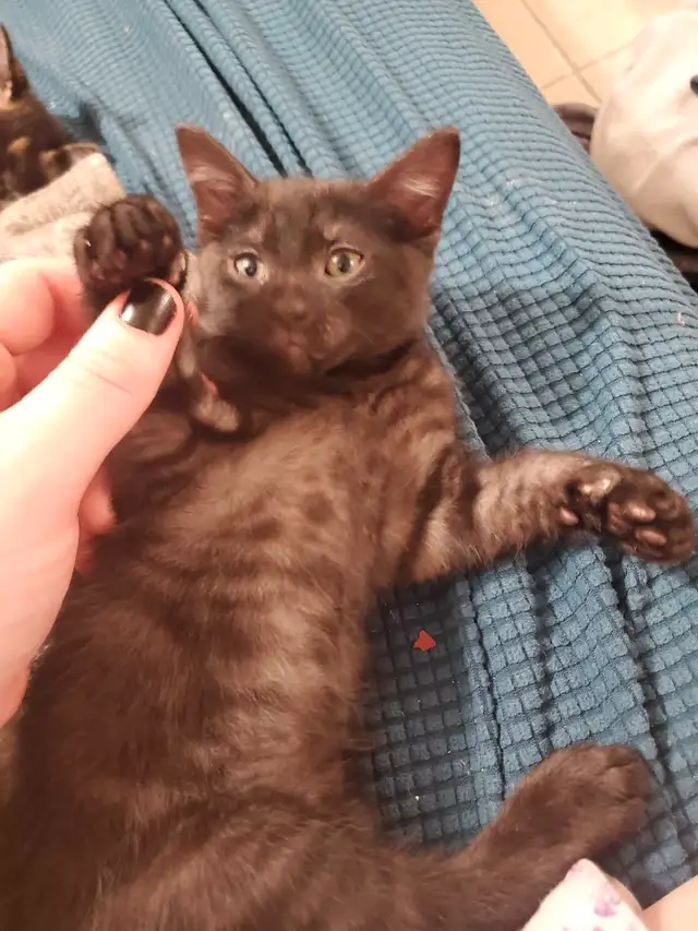 Kitten Looking for a Loving Home