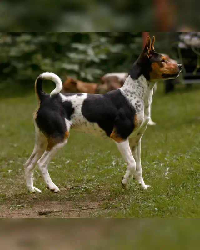 CKC Rat Terrier Puppies in Dogs & Puppies for Rehoming in Mission - Image 7