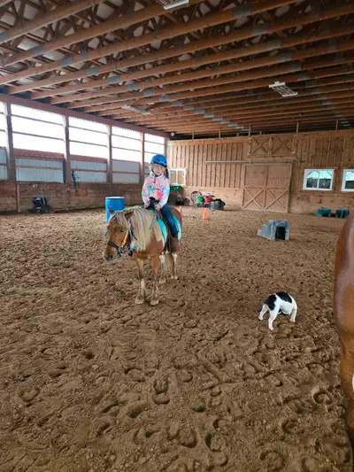 11 year old pony approximately 12 hh was started under saddle last fall. Has come pretty far. My dau...