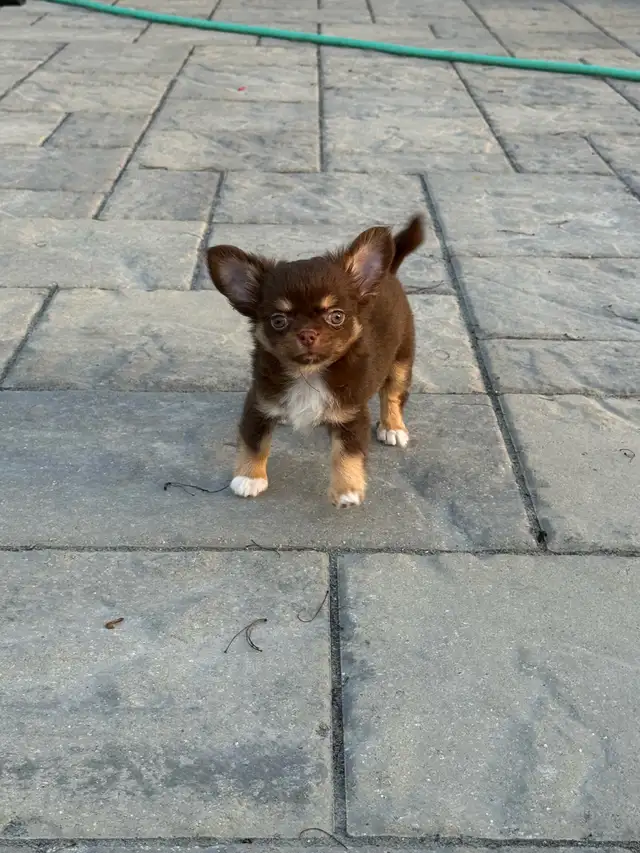 magnifique petit   chihuahua poil long enr. Ckc in Dogs & Puppies for Rehoming in City of Montréal - Image 6