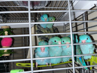 Baby parrotlets *coming soon*